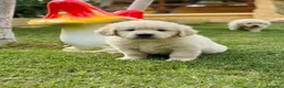Golden Retriever perros en venta: Golden Retriever  - Anuncio 7