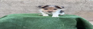 Fox Terrier de Pelo Duro 2