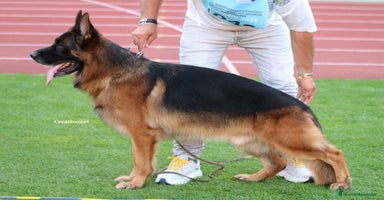 Pastor Alemán perros en Salamanca - Anuncio 1