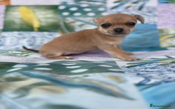 Chihuahua perros en venta: Chihuahua toy - Imagen 4