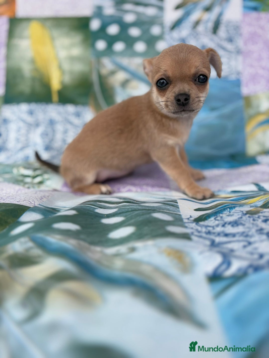 Chihuahua perros en venta: Chihuahua toy - Imagen 4