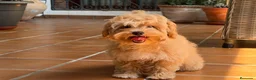 Maltipoo perros en venta: Maltipoo hembra fotos actuales !!! - Anuncio 2