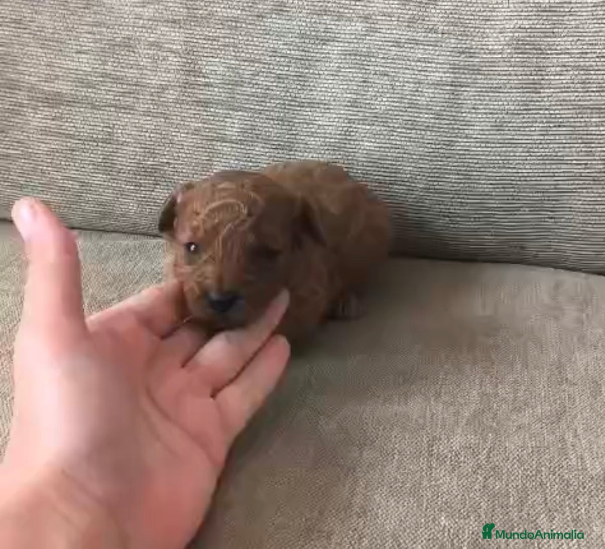 Caniche Toy perros Comprar y vender caniche toy macho y hembra rojo - Anuncio 4