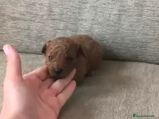 Caniche Toy perros Comprar y vender caniche toy macho y hembra rojo - Anuncio 4