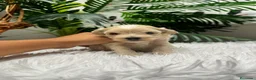 Maltipoo perros en venta: MALTIPOO - Anuncio 25
