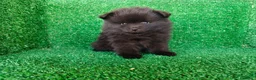 Pomerania perros en venta: pomerania - Anuncio 6