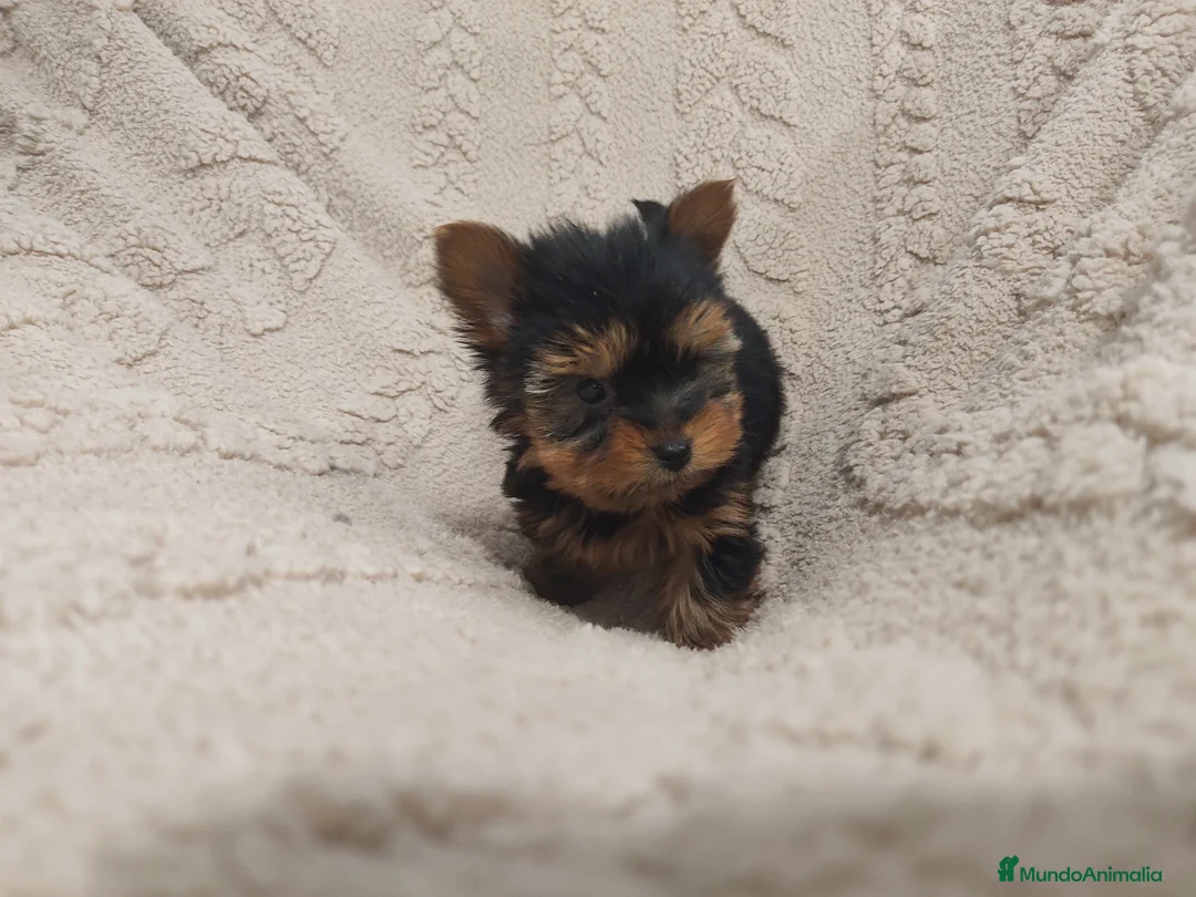 Yorkshire Terrier perros en venta: Yorkshire miniatura  - Anuncio 2