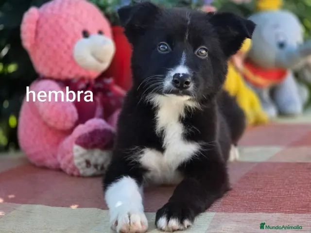 Border Collie perros en venta: Preciosa camada de border collie - Anuncio 4