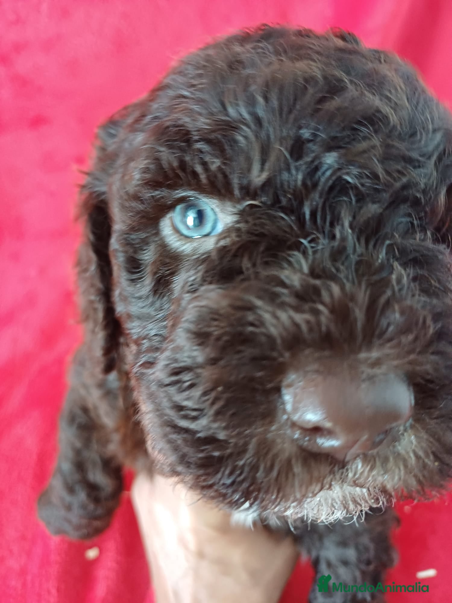 Perro de Agua Español perros Perro de Agua Español  - Anuncio 5