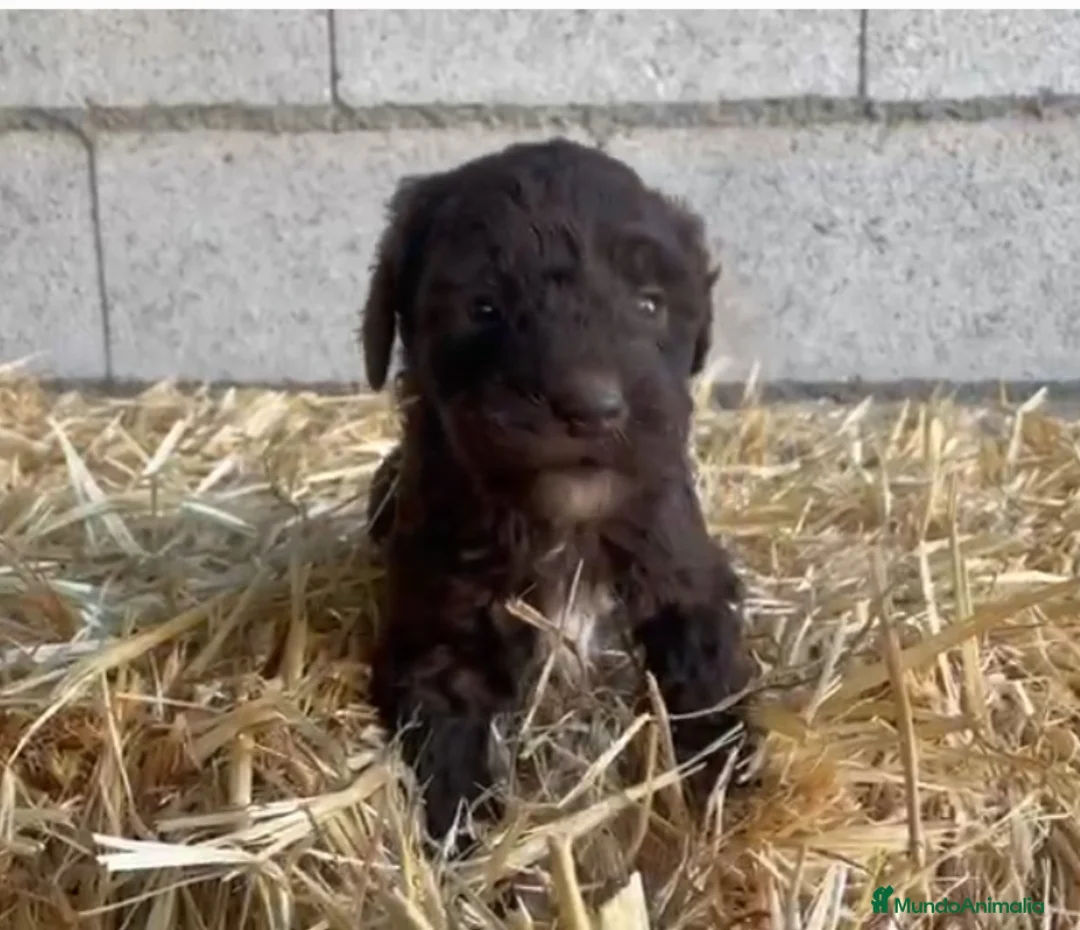 Perro de Agua Español perros en venta: Perro de Agua Hembrita - Anuncio 2