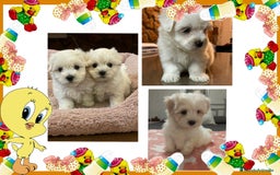 Bichón Maltés perros en venta: Camada familiar de bichon maltes - Imagen 1