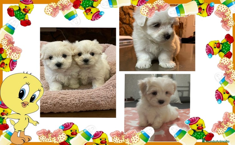 Bichón Maltés perros - Propaganda 2