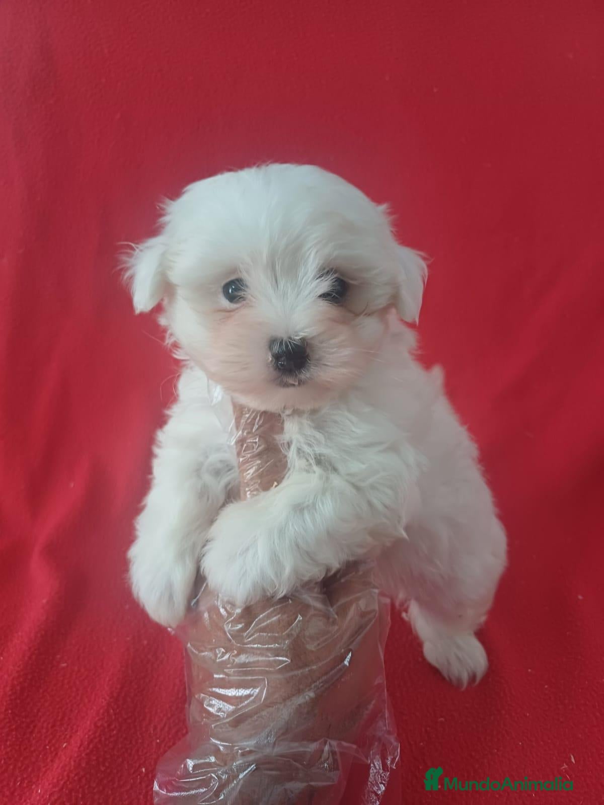 Bichón Maltés perros Bichon Maltés Americano  - Anuncio 34