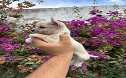 Chihuahua perros en venta: Chihuahuas Toy - Imagen 2