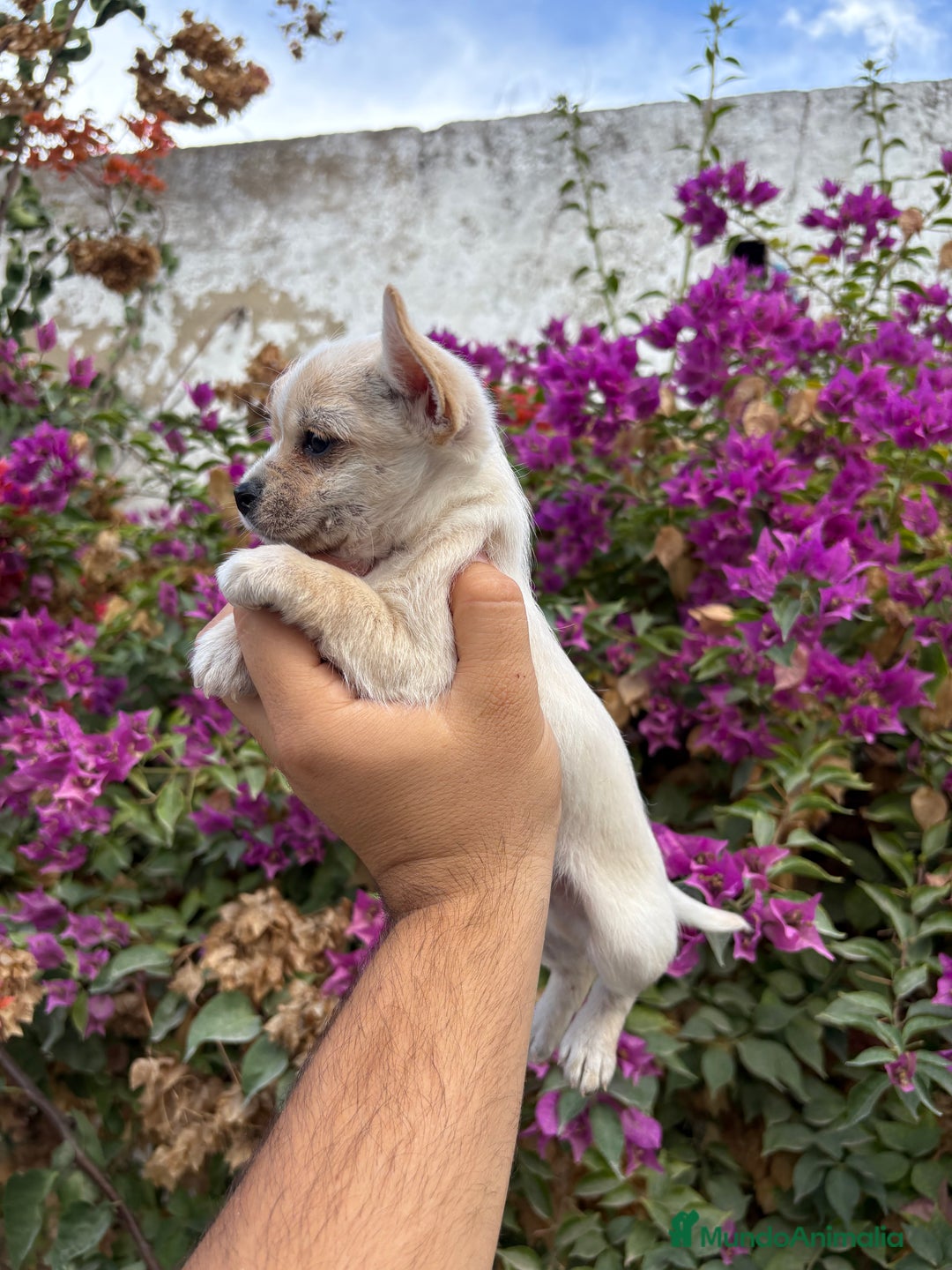 Chihuahua perros en venta: Chihuahuas Toy - Imagen 2