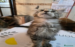 Maine Coon gatos en venta: A. MAINE COON  en León - Imagen 13