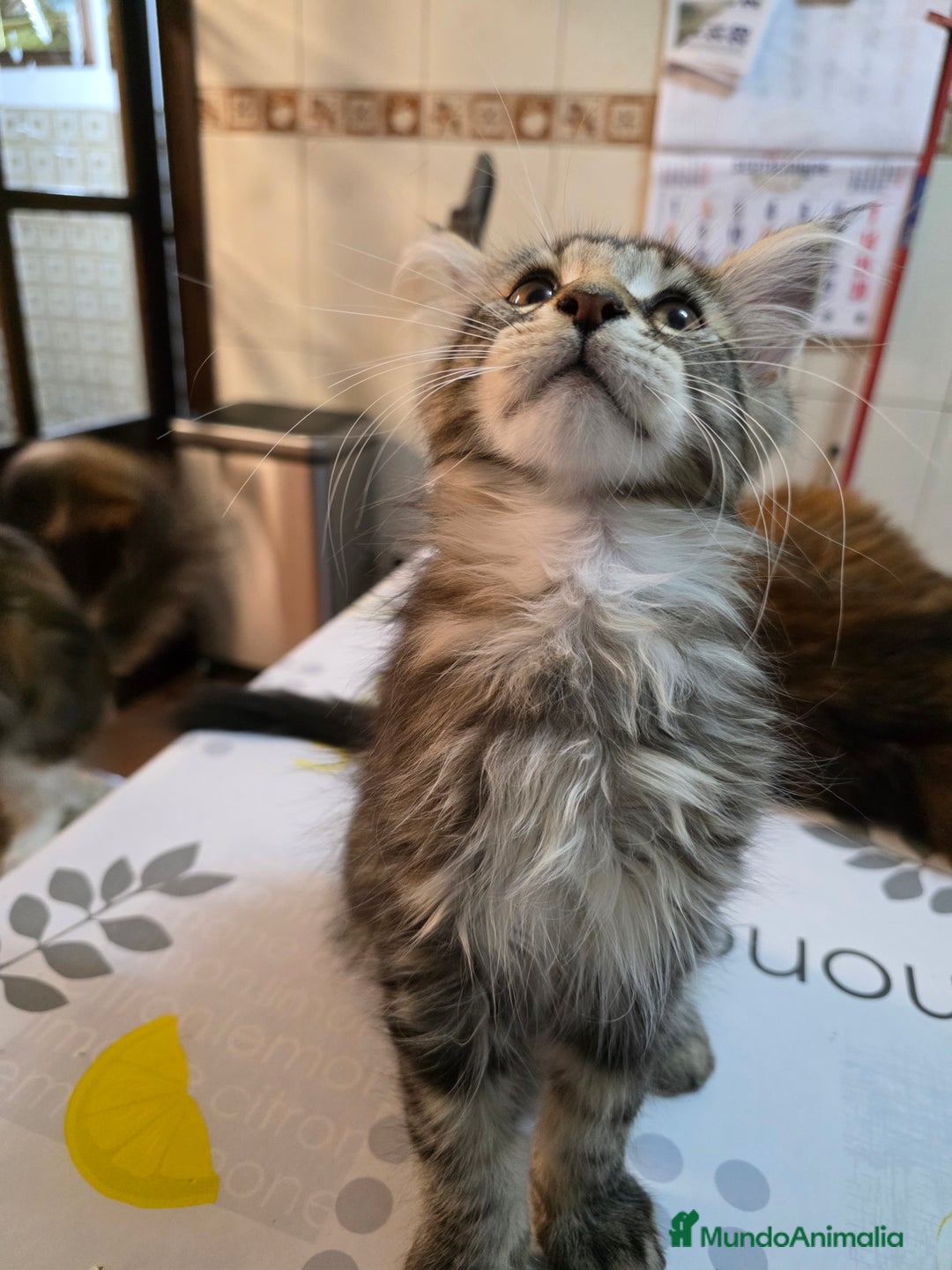 Maine Coon gatos en venta: A. MAINE COON  en León - Imagen 13