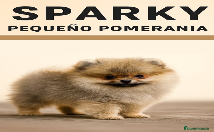 Pomerania perros - Anuncio 12