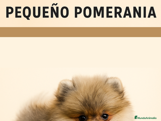 Pomerania perros - Anuncio 16