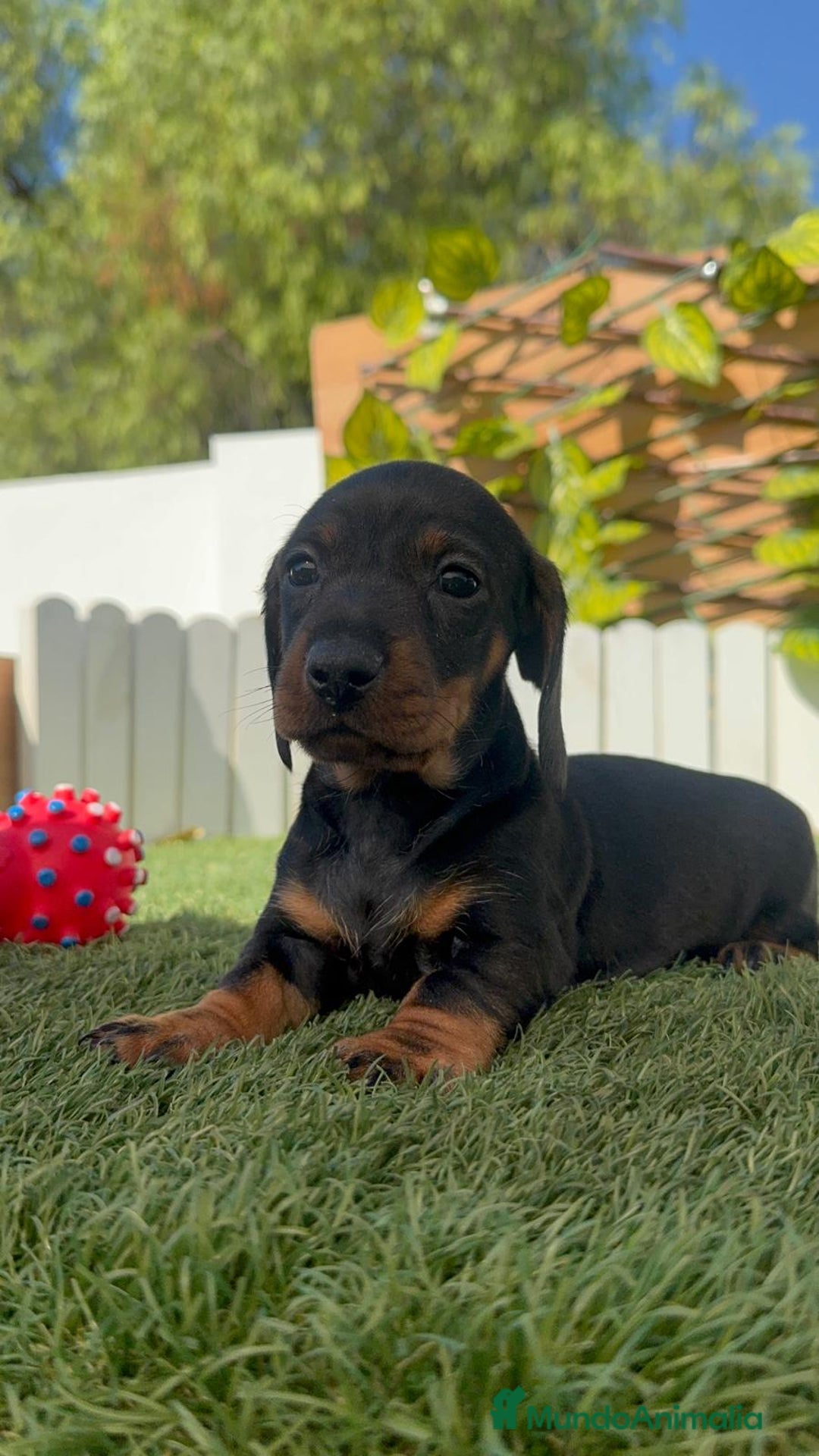 Teckel Miniatura perros en venta: TECKELL MINIATURA MACHO - Imagen 3
