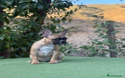 Bulldog Francés perros en venta: Bulldog francés Hembra Fawn  - Imagen 1