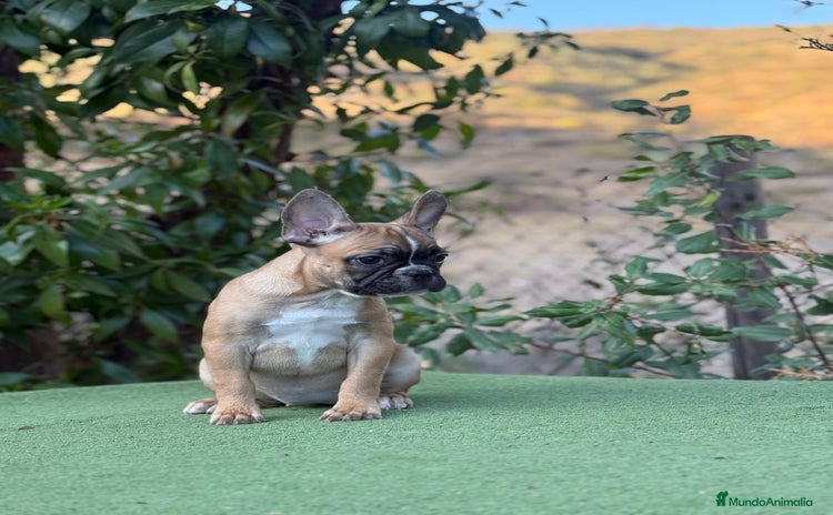 Bulldog Francés perros - Anuncio 5