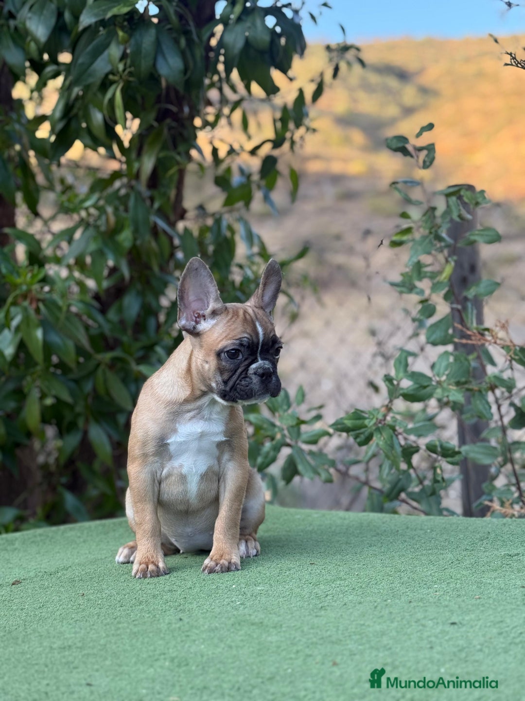 Bulldog Francés perros en venta: Bulldog francés Hembra Fawn  - Imagen 1