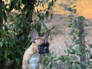 Bulldog Francés perros - Anuncio 8