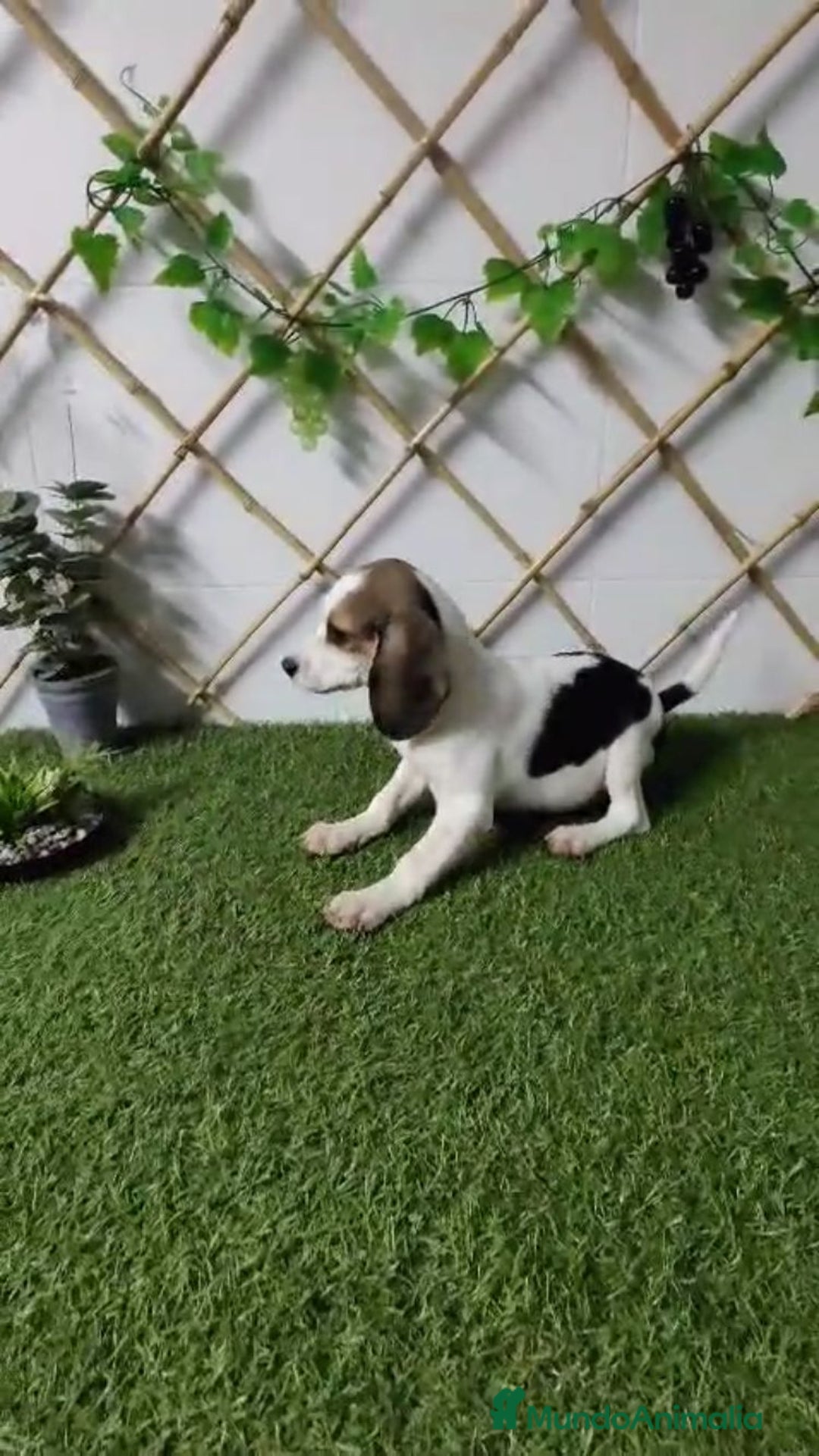 Beagle perros en venta: BEAGLE MINI - Anuncio 1