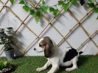 Beagle perros BEAGLE MINI - Anuncio 1