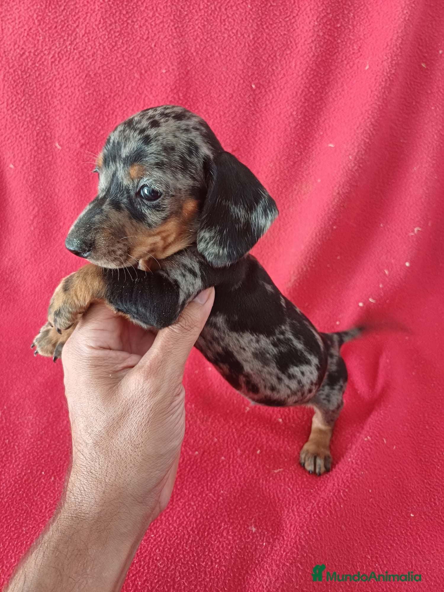 Teckel Miniatura perros Teckel Miniatura Arlequin  - Anuncio 2