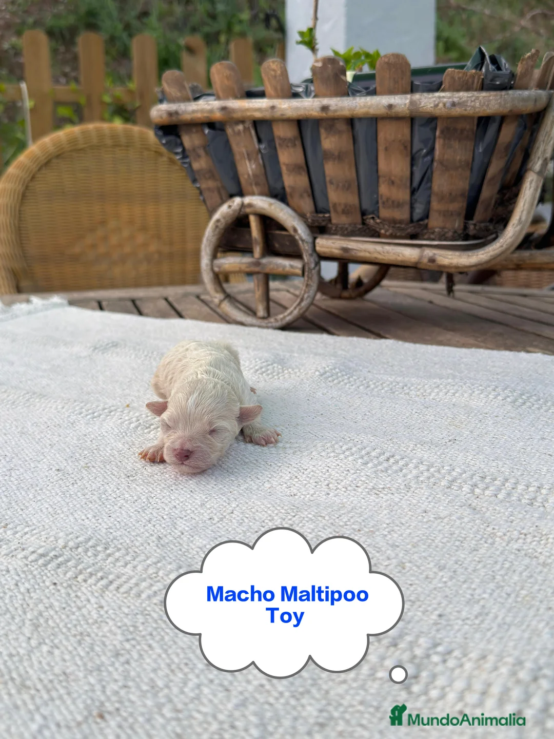 Maltipoo perros en venta: Maltipoo Toy Apricot y crema preciosos bebes  - Anuncio 2