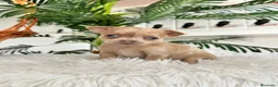 Chihuahua perros en venta: CHIHUAHUA  - Anuncio 8