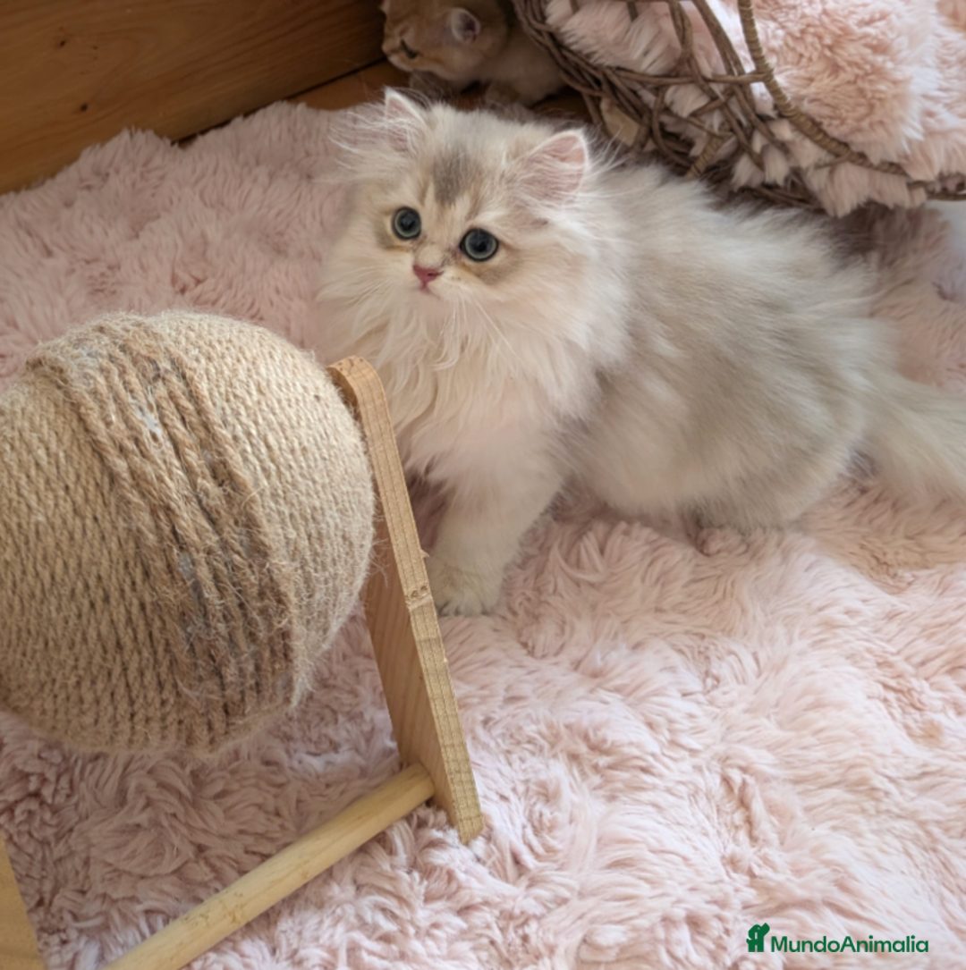 Británico de Pelo Largo gatos en venta: Gatita British longhair azul golden, - Imagen 4