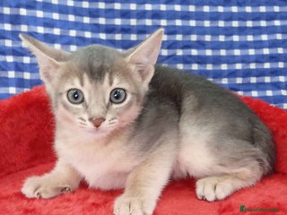 Abisinio gatos Abisinio Macho de Mia 4176 - AQUANATURA en Barcelona - Anuncio 6