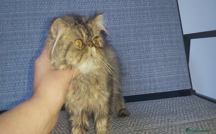 Persa gatos - Anuncio 1