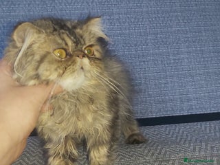 Persa gatos - Anuncio 1