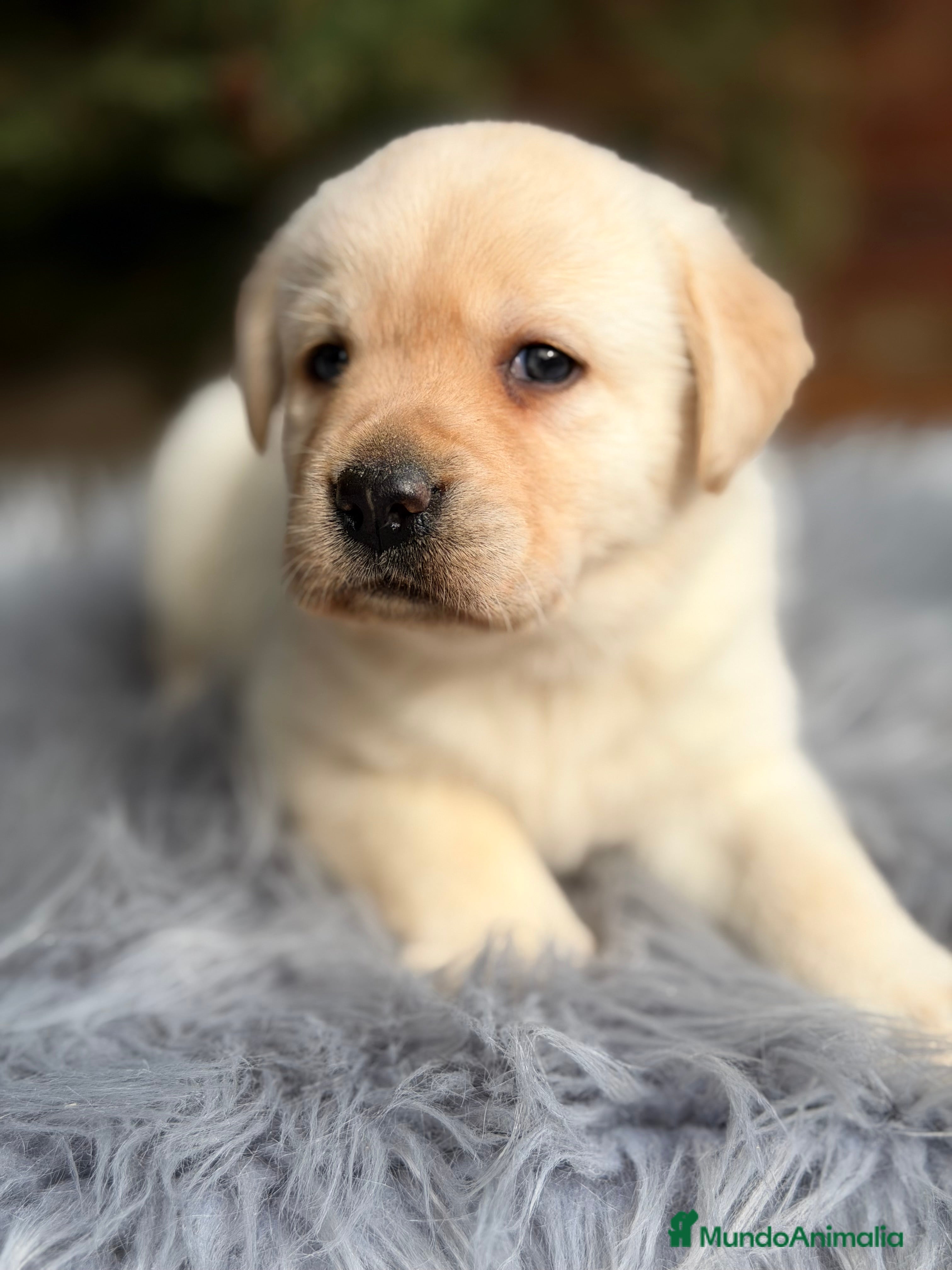 Labrador Retriever perros Labrador amarillo  - Anuncio 2