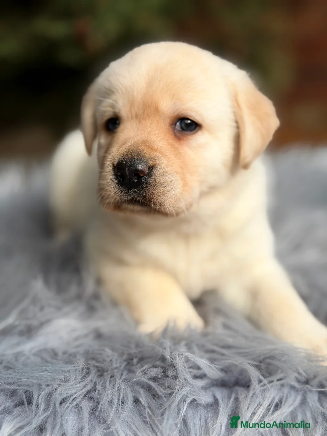 Labrador Retriever perros en venta: Labrador amarillo  - Anuncio 2