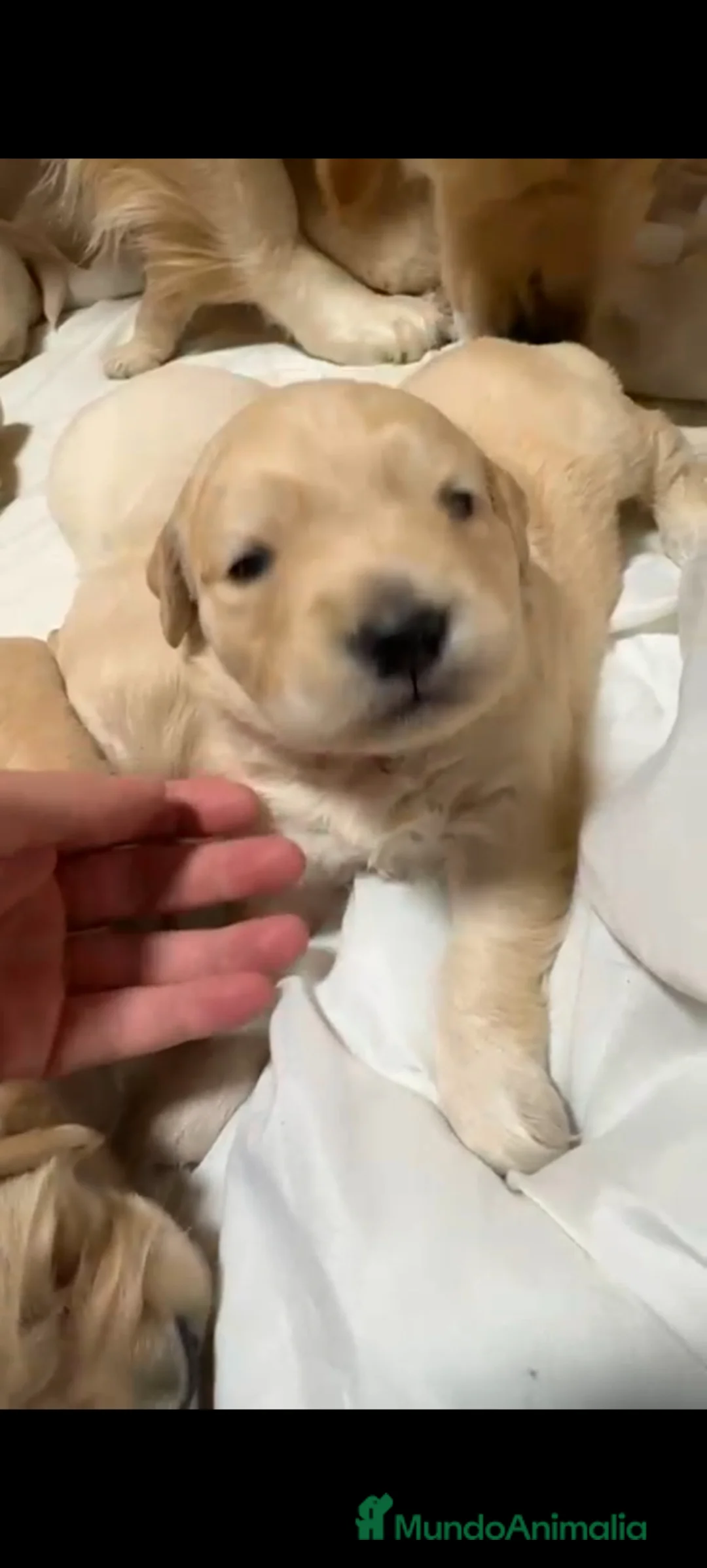 Golden Retriever perros en venta: Espectacular golden retriever  - Anuncio 3