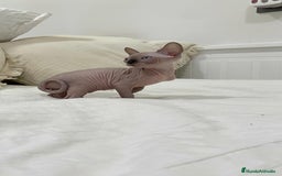 Sphynx gatos en venta: gato sphynx - Imagen 4
