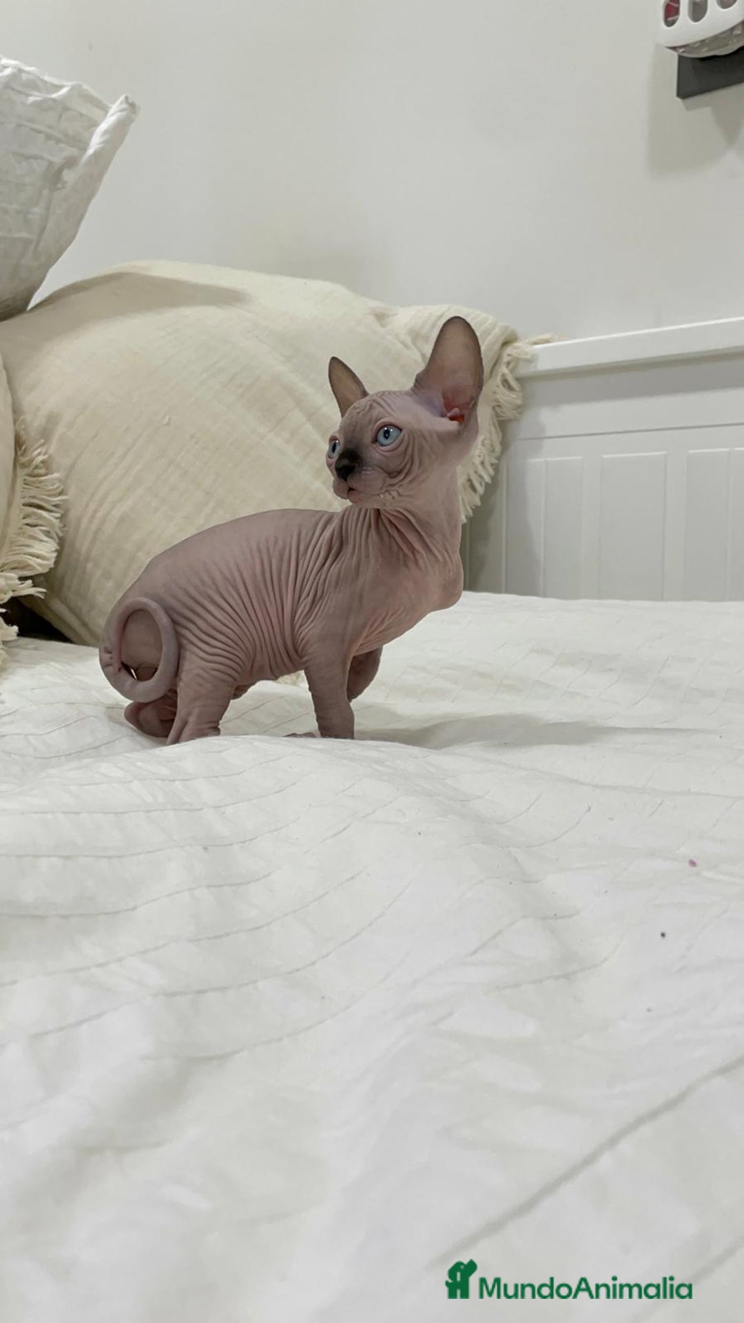 Sphynx gatos en venta: gato sphynx - Imagen 4