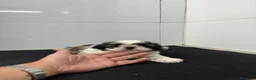 Shih Tzu perros en venta: Cachorros Shih tzu 650€ ¡PRECIO REAL! - Anuncio 3
