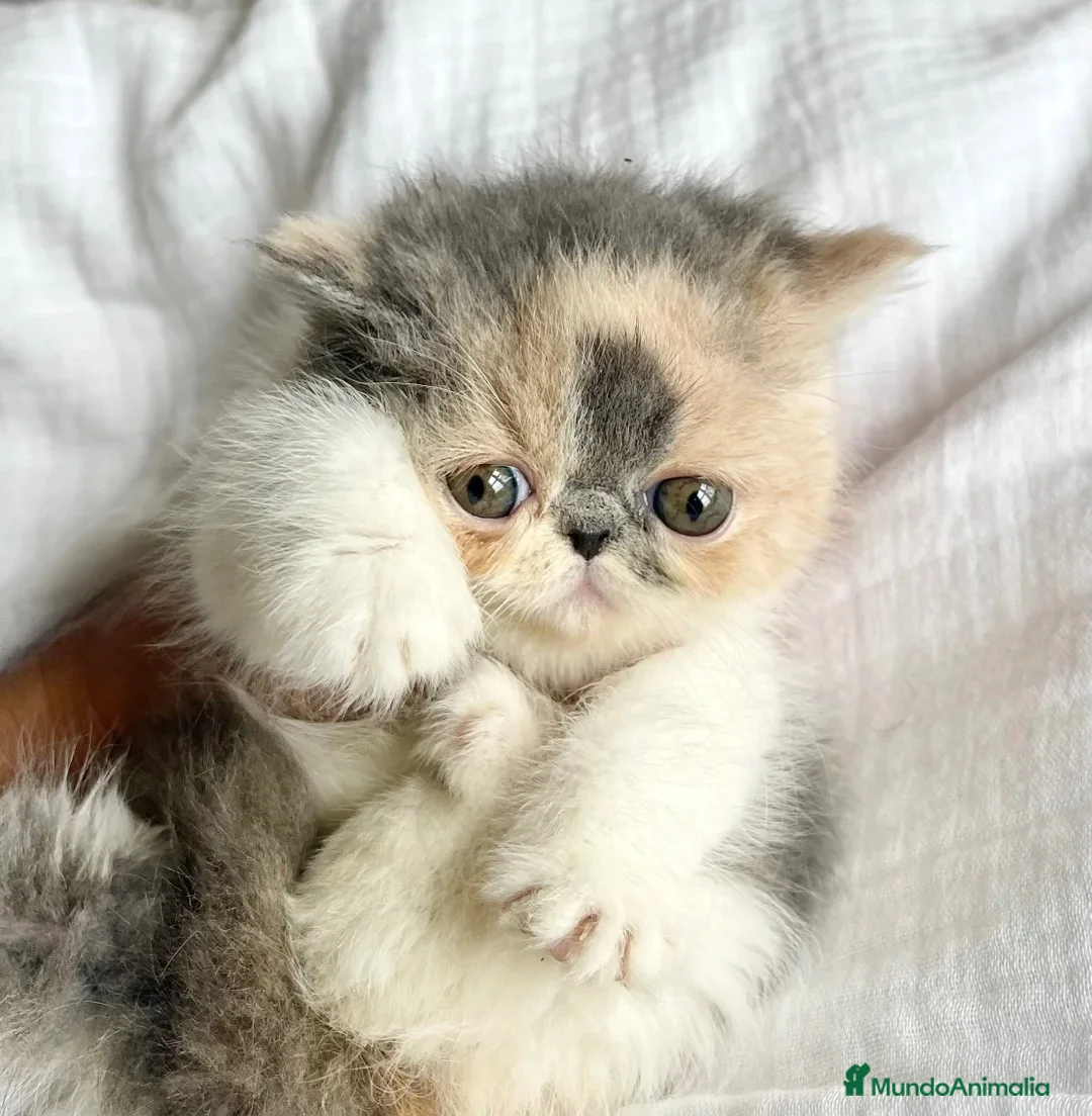 Persa gatos en venta: GATOS PERSAS VARIEDAD  en Barcelona - Anuncio 2
