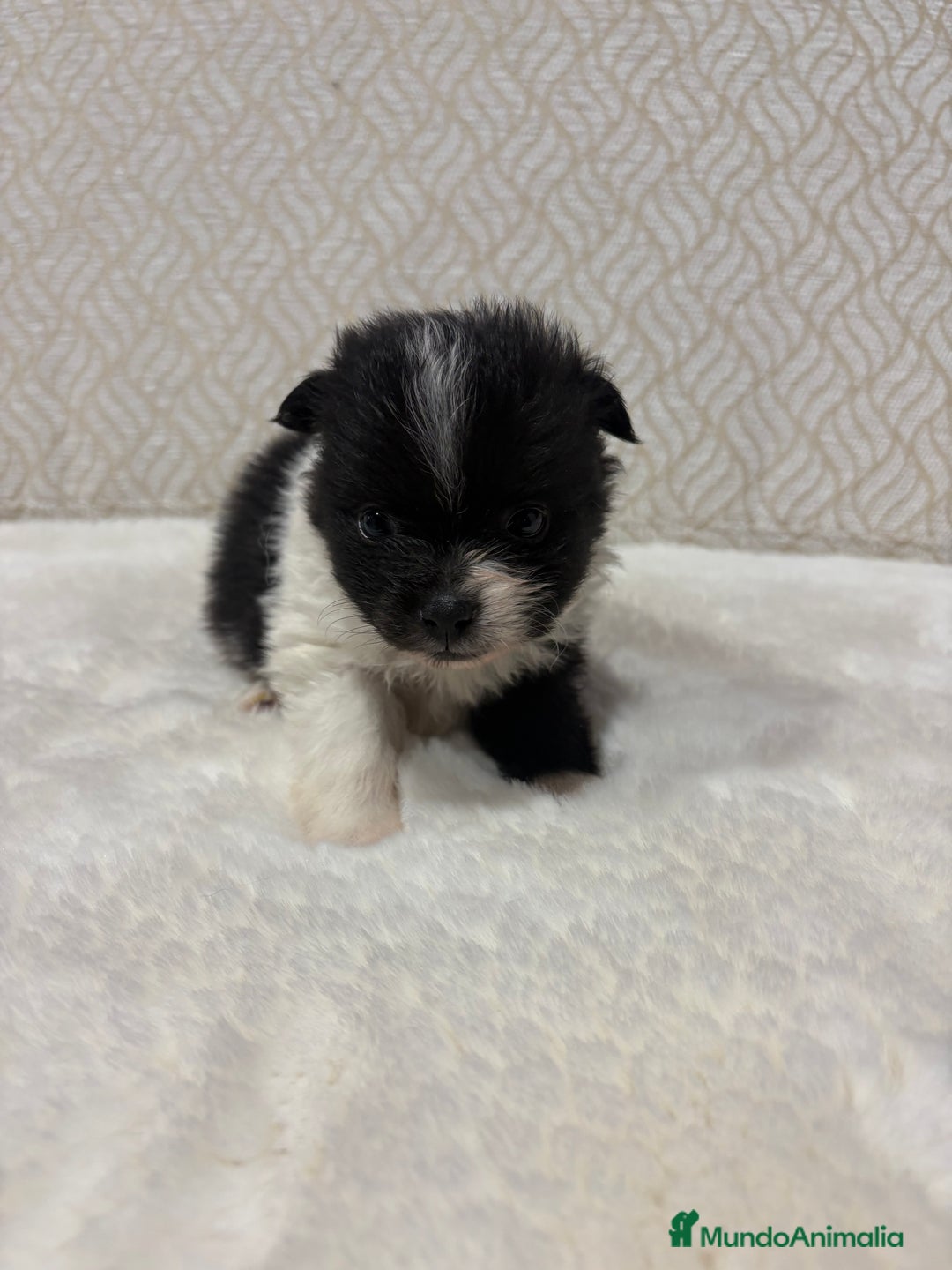 Pomerania perros en venta: Lulu Pomerania Toy macho color party Osito - Anuncio 1