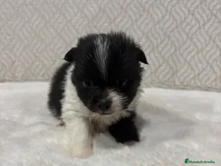 Pomerania perros Lulu Pomerania Toy macho color party Osito - Anuncio 3