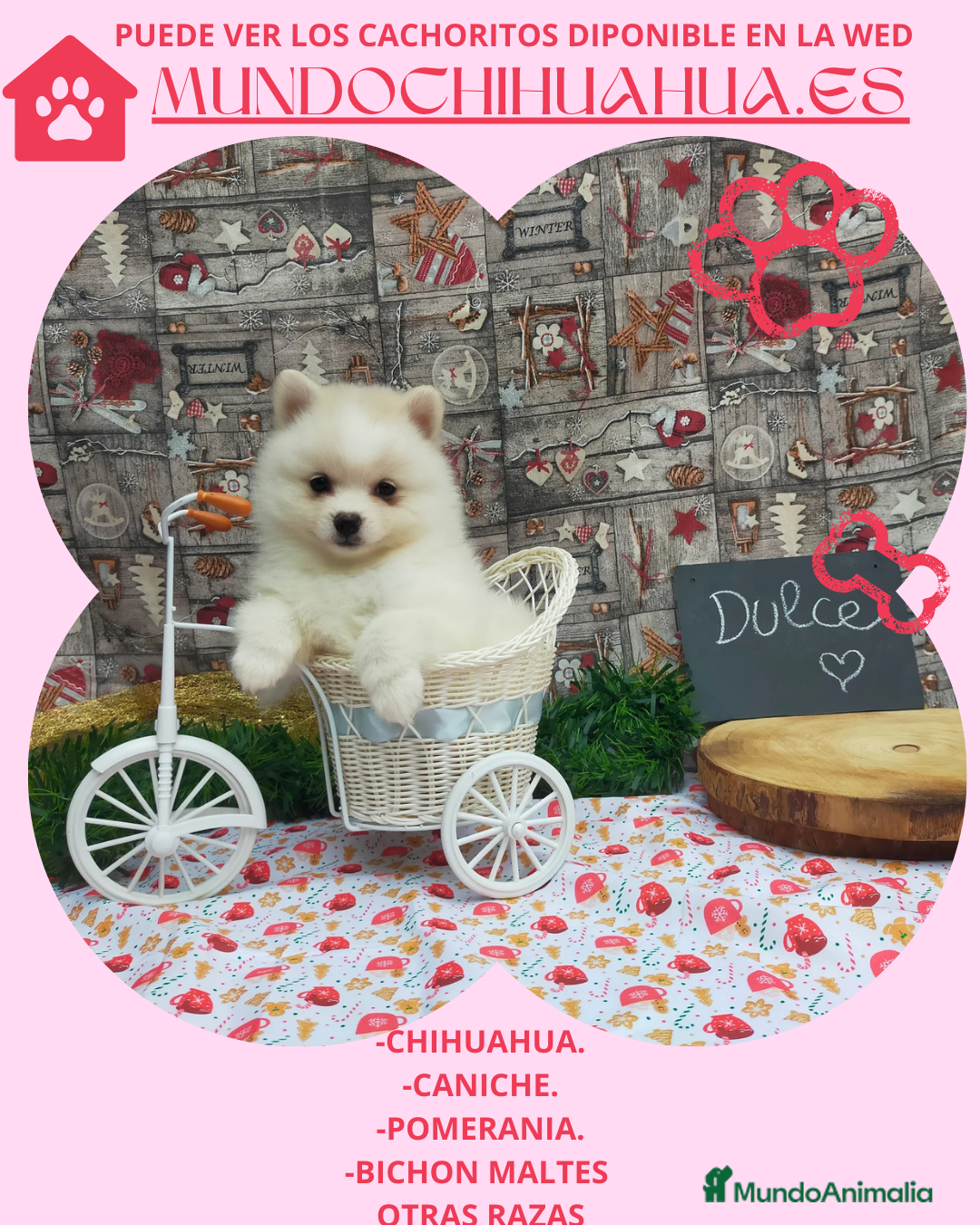 Pomerania perros en venta: PRECIOSO CACHORITO DE POMERANIA TOY - Anuncio 12