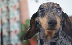 Teckel Miniatura perros en venta: 🐕 Gregorio, 🍫 Bongo y 🍩 Cacao – Teckel únicos - Imagen 3