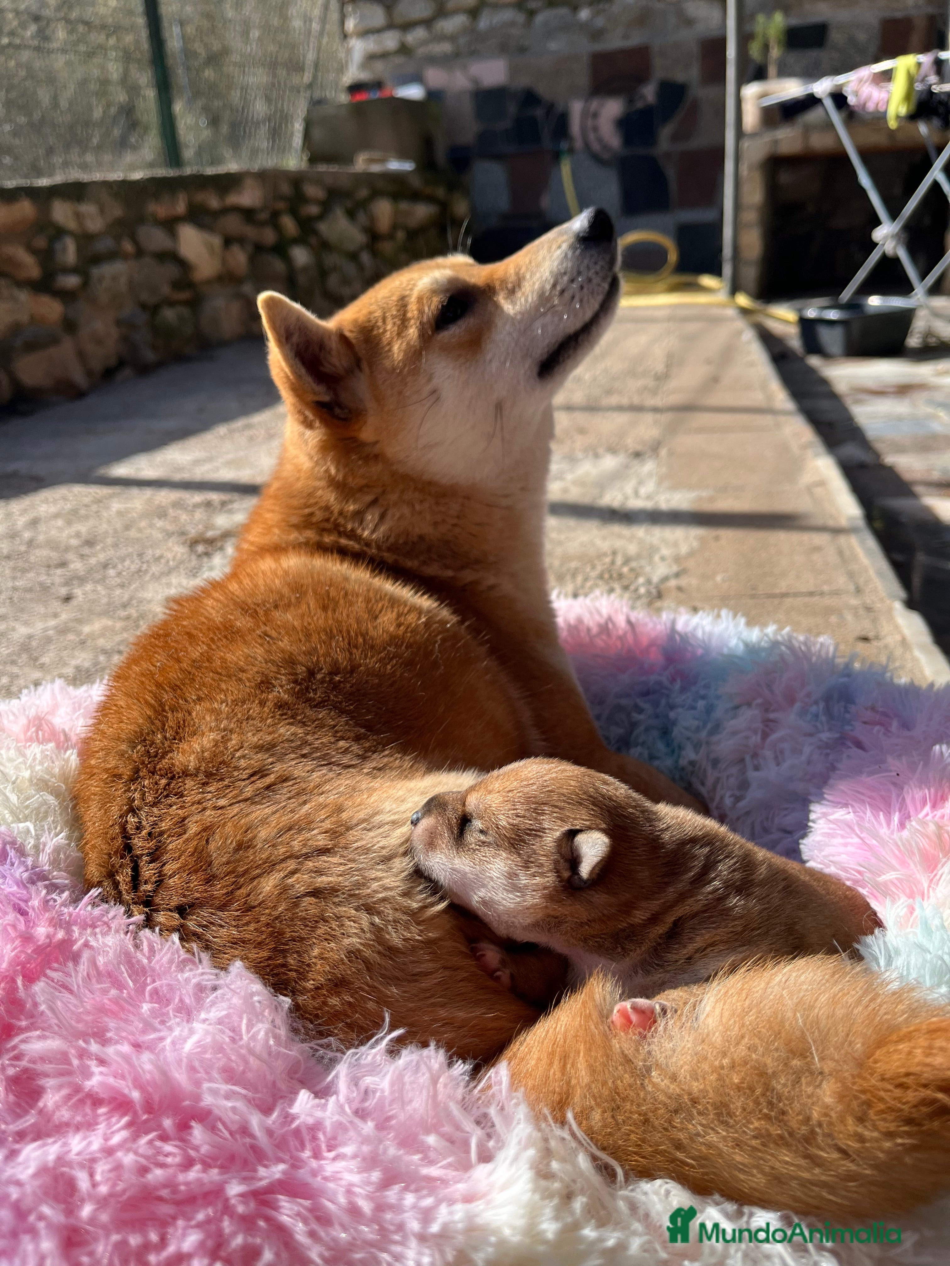 Shiba Inu perros Shiba inu bebé 🐣 - Anuncio 2