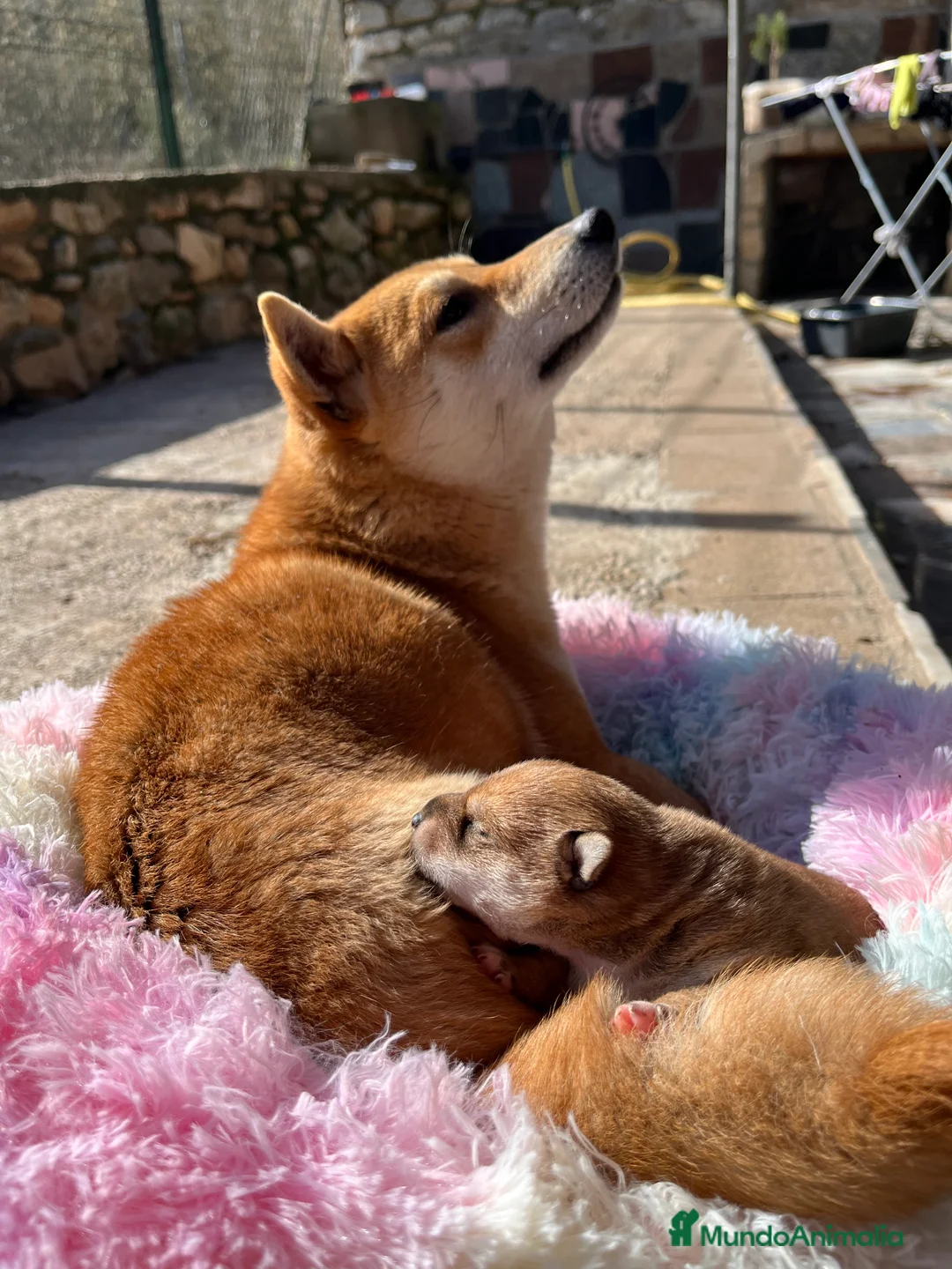Shiba Inu perros en venta: Shiba inu bebé 🐣 - Anuncio 1